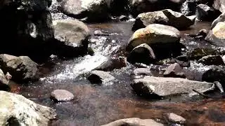 Forest Serenity