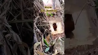 Bamboo Worm 🐛🐛 #worms #bambooworm #wormszone