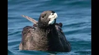 Birding in the Overberg   Mini Pelagic Hermanus