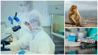 Meerut: Monkeys Attack A Lab Technician & Snatch Blood Samples From Suspected COVID-19 Patients