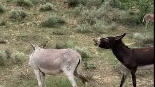 Two Donkey going to jungle book of revelation chapter 