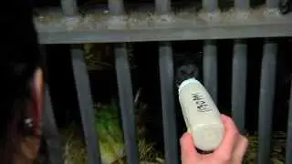 Gorillafication Baby Gorilla Gladys Update - Cincinnati Zoo
