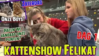 Mee doen met KATTENSHOW van FELIKAT. We gaan met 5 MAINE COON KATTEN naar de SHOW. #felikat #3592