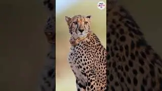 Fearsome Cheetah Scouting for Its Next Hunt 🐆🔭 || #hunting #chase #cheetah #dengerous
