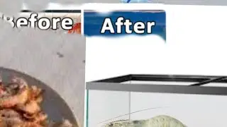 Saving shrimp from a bait shop one week experiment