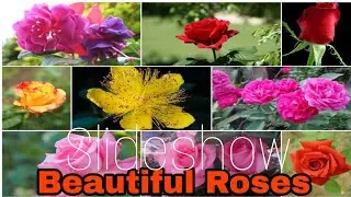 Beautiful Roses Pictures