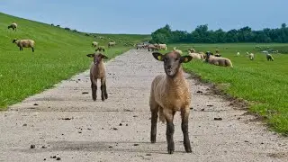 Pt 2 North Sea Cycle Route  - Germany