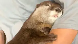 An otter sleeping soundly after playing in the river. #Shorts