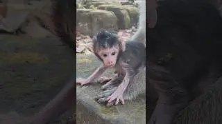 Great job adorable cute lovely new baby monkey learning to walk 🚶&zwj;♂️ 💕 #shorts #viral #cute #animals