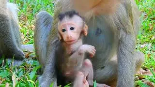 The tiny baby monkey is playing near Mom, looking so lovely.