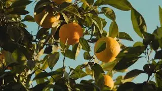 History of Citrus (Board Shorts)