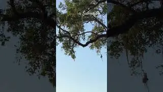 No net! Two black bellied ducks high up in the tree #birdwatching #birds #ducks #nature