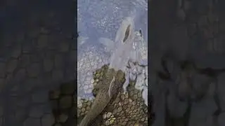 my best dry flies! wasp #shorts #fishing #trout #youtubeshorts #trending #subscribe #edit #like