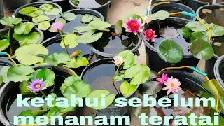 Hal hal yang perlu diketahui sebelum menanam bunga teratai, water lily, nympheae.