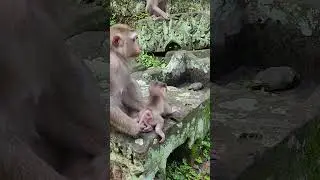 Ep1320. The Ultimate Monkey Compilation to Make Your Day Instantly Better