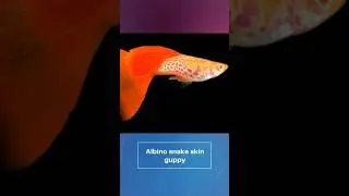 Top 5 Most Expensive Guppies 🤑🤑🤑#shorts #guppies