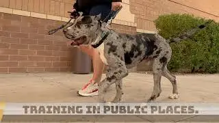 RIGGS BEFORE & AFTER TRAINING