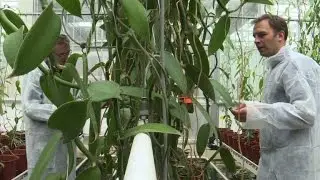 Niederländer holen exotische Gewürze in ihre Gewächshäuser