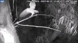 15 June 05:05-10 ~ One owlet home, does Dad come to check? ~ &copy;️AudubonStarrRanch  Barn Owls