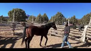 Training your horse to lead 