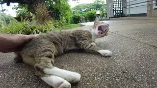 Cat born without tail.