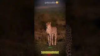 The Cheetah's Secret: Nature's Fastest Sprinter Explained! 🐆 #shorts #buzzbilt