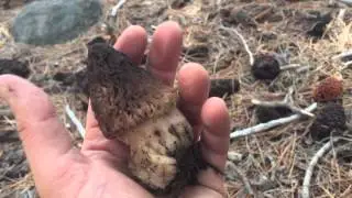 Finding Morel Mushrooms in the Tahoe National Forest!