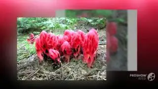 Sarcodes sanguinea - fungi kingdom
