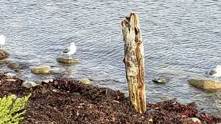 Whiffin Spit , Sooke, BC