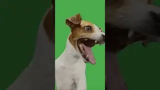 dog laughing #funny #memes #dog #lauging #doglaughs