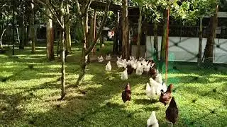 FREE RANGE CHICKEN FARMING,, H&N BROWN NICK