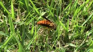 A 'Searching' Vespula squamosa Queen