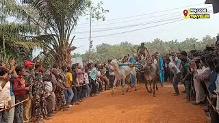 Vadisaleru Junior Bulls Race | Traditional Village Bull Racing | Andhra Pradesh 533294