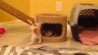 Super Cute Little Kittens Stalking Each Other & Running Around Like Crazy - 4 Weeks Old