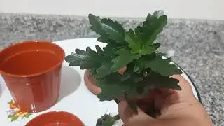 Kalanşo Çiçeği Ekimi Çiçek Bakımı