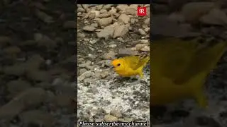 Canary Bird || Canary Bird Eating Food || B R Digital #shorts @faisaljavedtv @CplusAstro