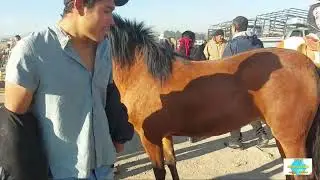 PLAZA GANADERA CIENEGUILLAS,REGALADOS  LOS CABALLOS Y TODOS LOS ANIMALES,NOS PERDIMOS 15 DIAS FATAL.