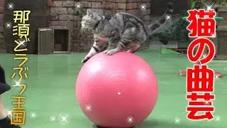 那須どうぶつ王国　猫の曲芸「ザ・キャッツ」 2017年9月5日