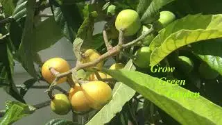 Loquat Fruit Ripening||Loquat Fruit Tree||Chinese Plum