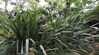 phormium tenax, New Zealand flax