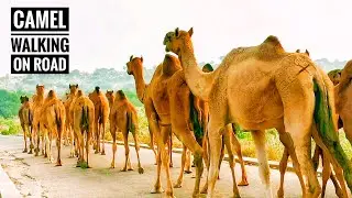 Camel Walking On Roads