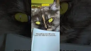 Timeless Voice of The Cats.