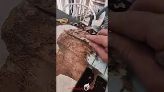 Camper fai da te Ripazioni portellone