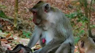 Janet Keep Steal Baby Monkey Janna's Milk