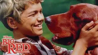 Большой красный фильм 1962 года от Disney | Жиль Пайан | Рецензия