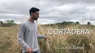 Como reproducir o trasplantar  cortadera o cola de  zorro  !!