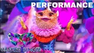 Pufferfish sings 