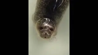 Cute animal ।#shorts #cuteanimal #cutepets  #littlepets #pets playing#crazyanimals