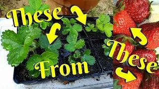 Grow Strawberries From A Store Bought Fruit's Seeds