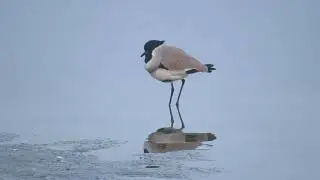 River Lapwing
